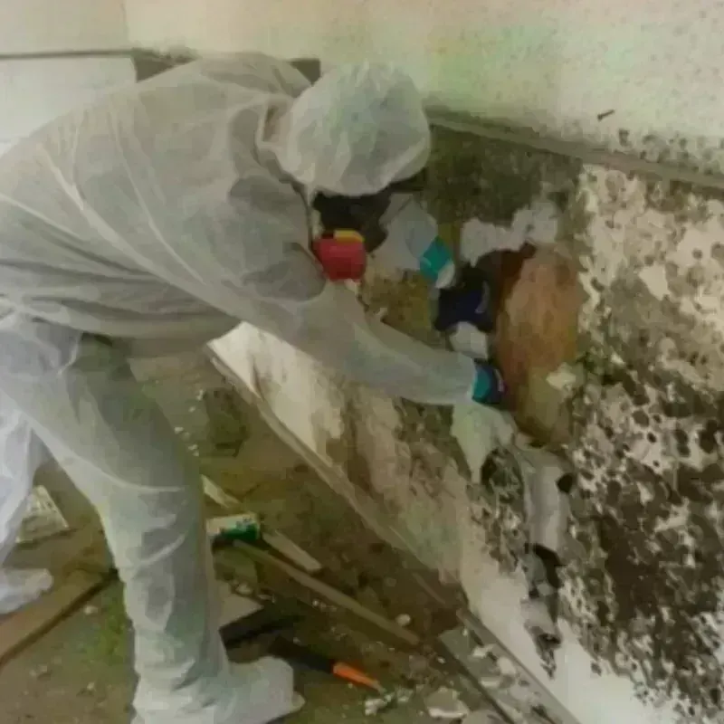 Mold Remediation and Removal in Macon, GA